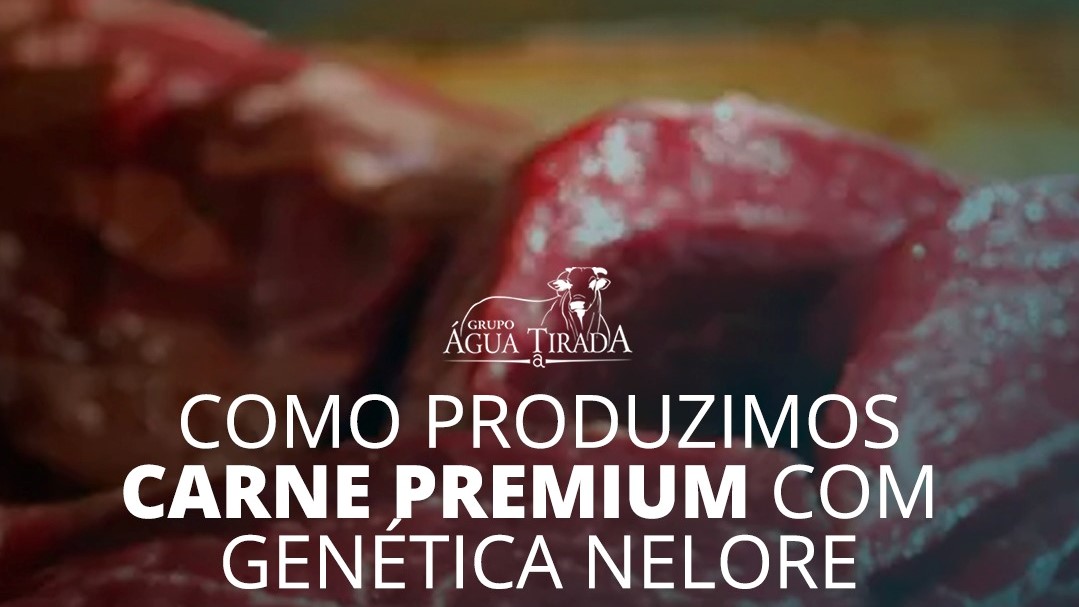 Como produzimos carne premium com genética Nelore