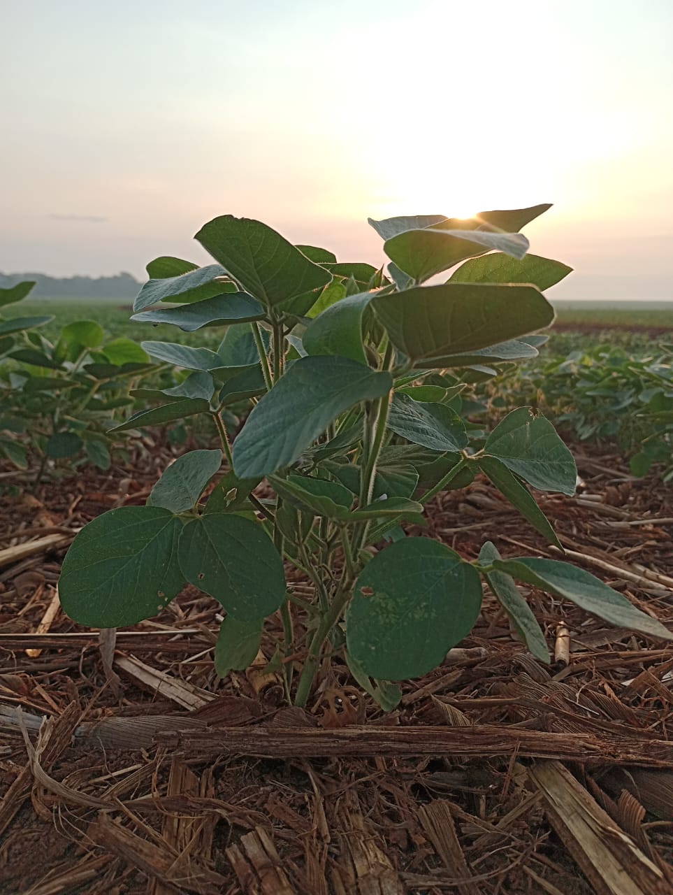 Soja: uma das culturas mais importantes para o Mato Grosso do Sul
