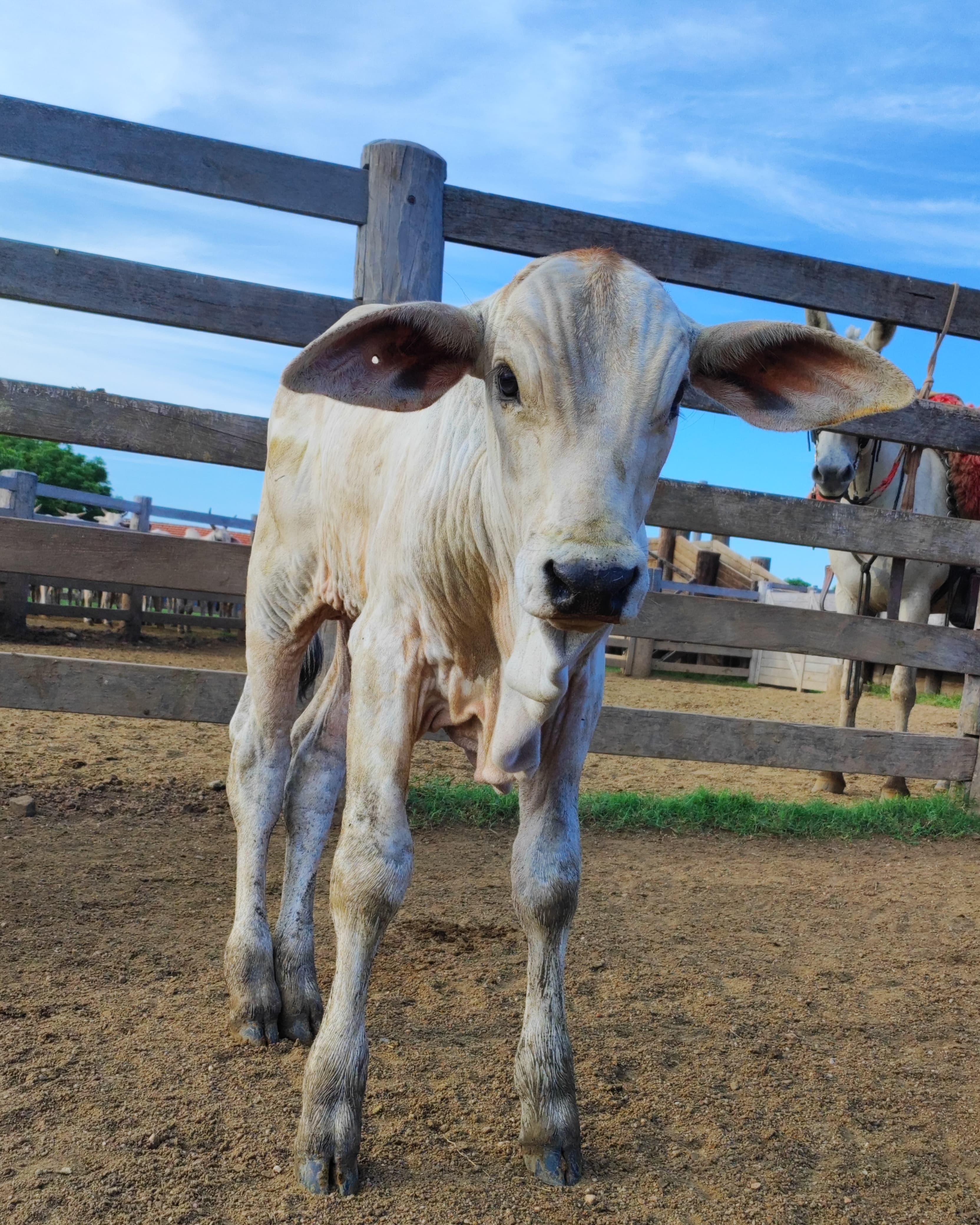 O Melhoramento Genético na Pecuária: O Futuro da Produção Animal